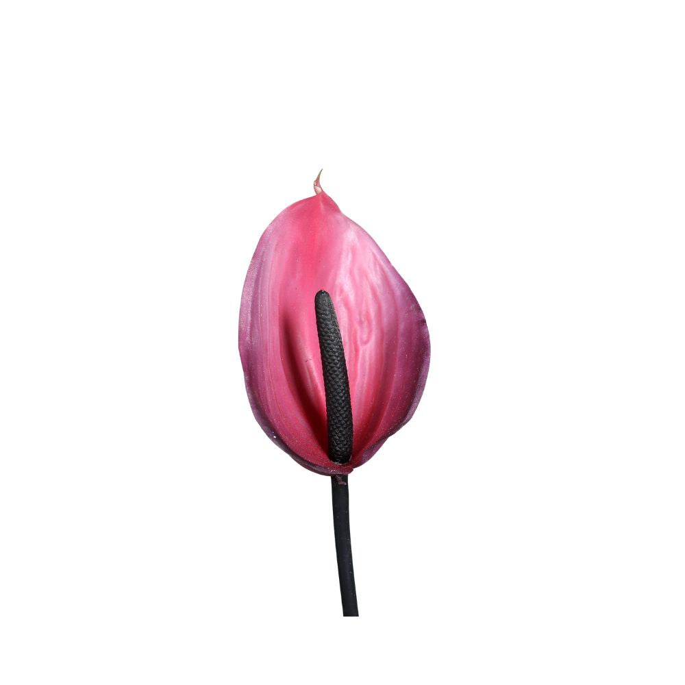 Anthurie, 62 cm