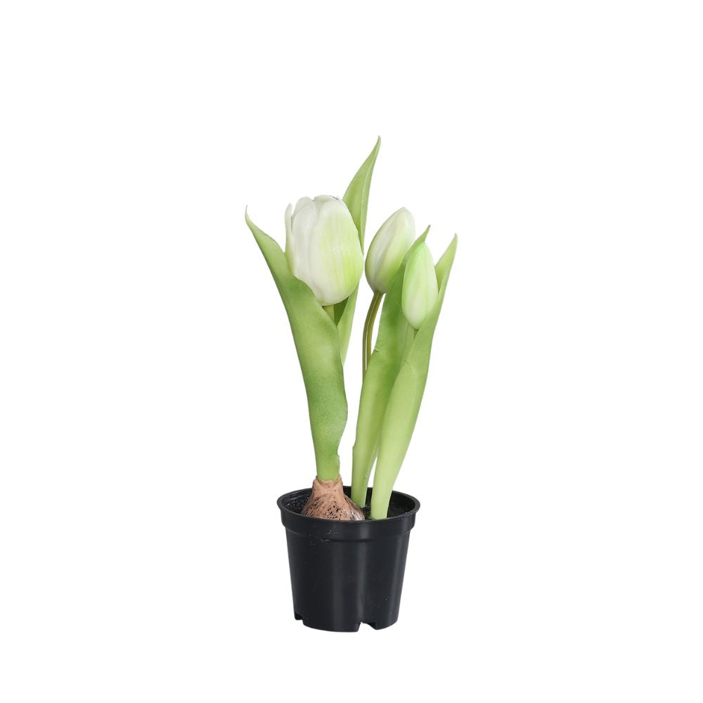 Tulpen, 24 cm, cream, eine Blüte und zwei Knospen, im Topf