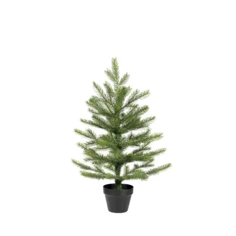 Grandis Tannenbaum Indoor
