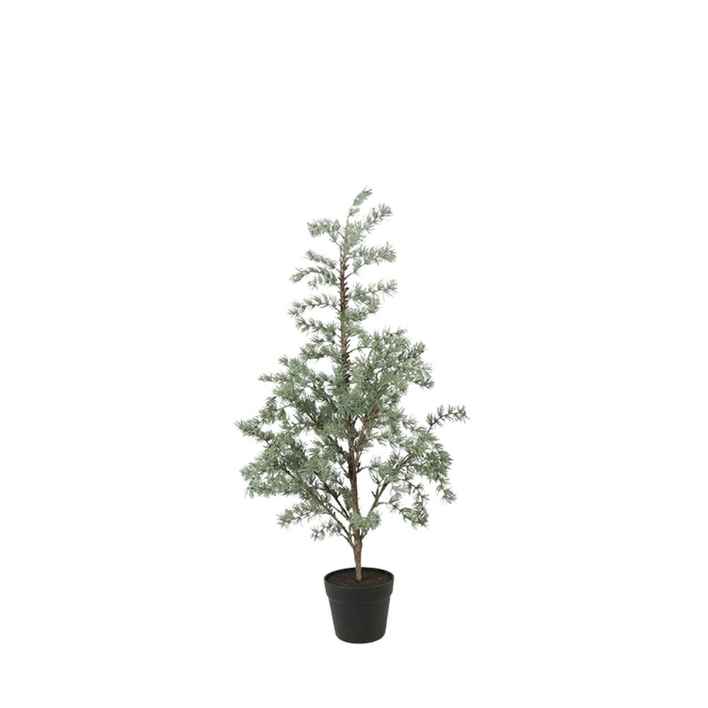 Pflanze Larix L grün