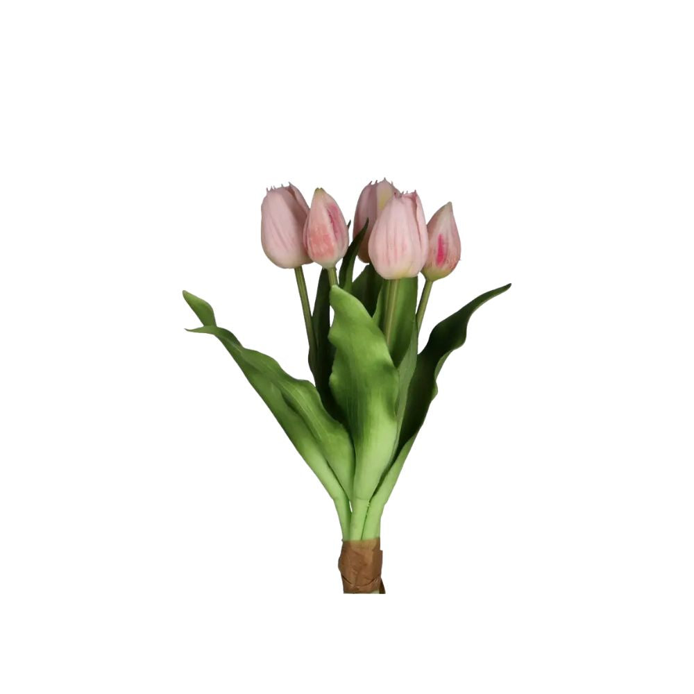 Tulpenbund Camilla rosa