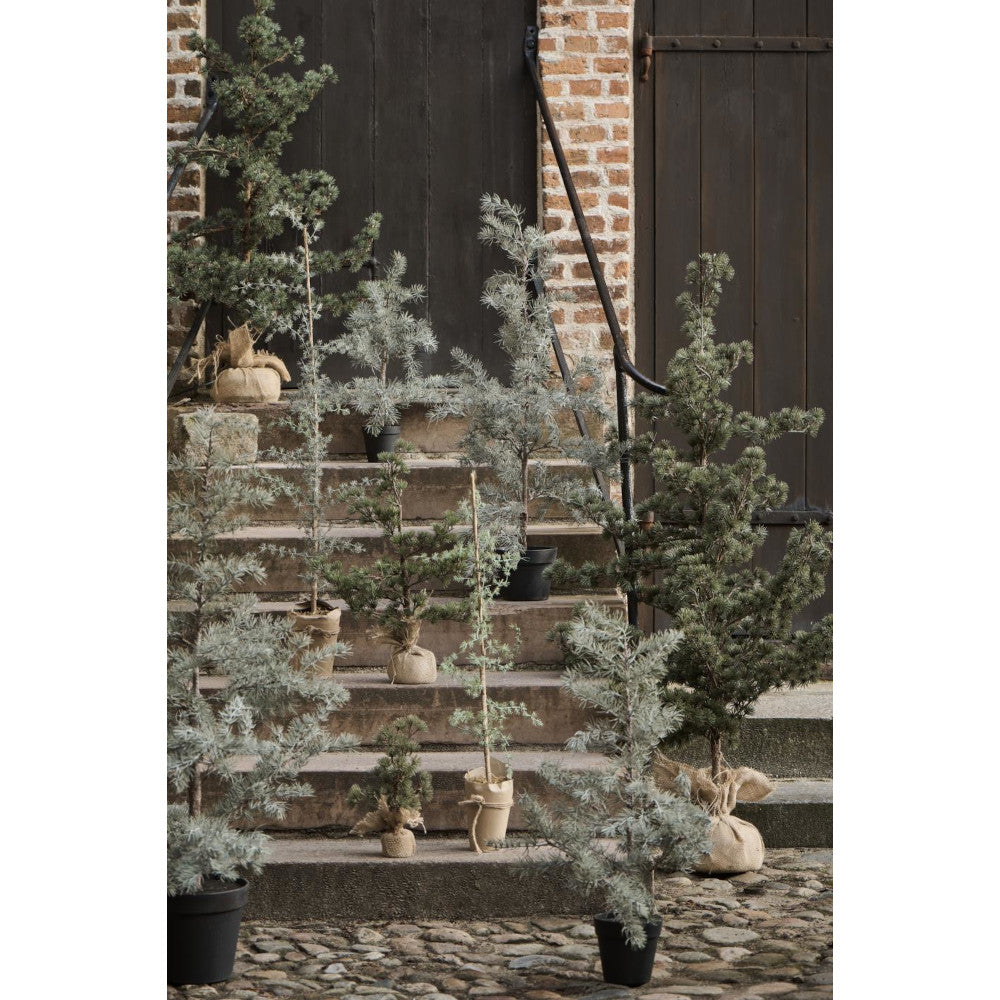 ib_laursen_zedernbaum_kuenstlich_27997-00_2