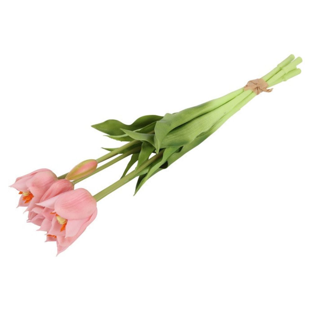 tulpen-rose